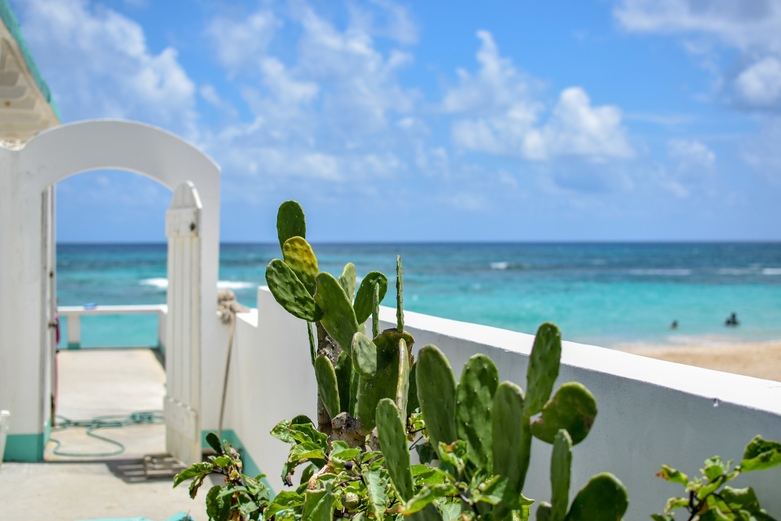 Cactus on a terrace overlooking a turquoise beach